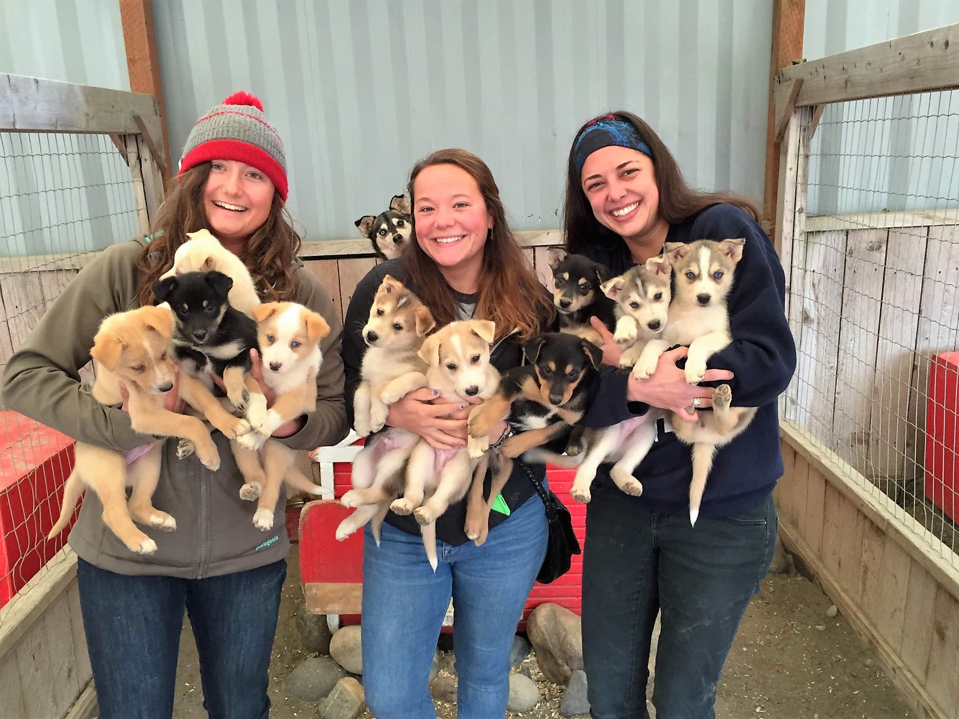 summer dog sled tours juneau alaska