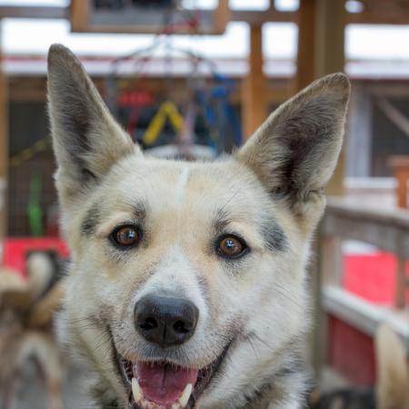 dog sled tours juneau