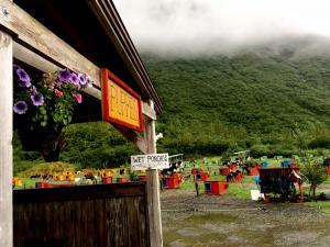 summer dog sled tours juneau alaska