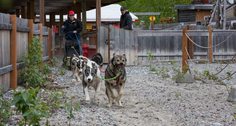 Skagway Sled Dog Demo 2