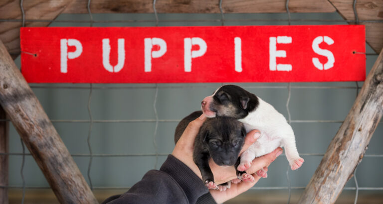 Skagway Sled Dog Demo 3