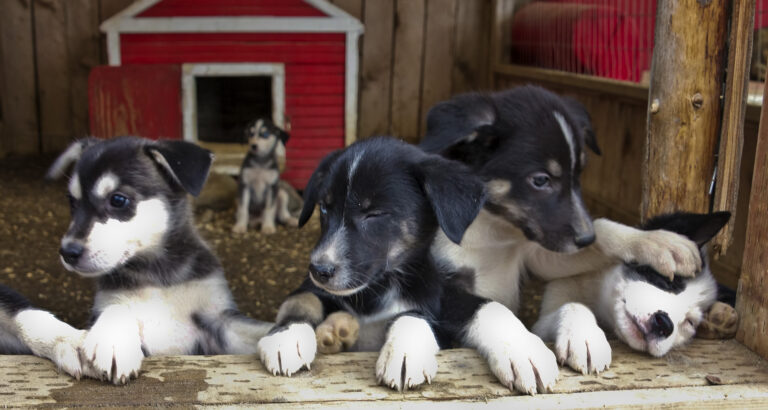 Skagway Sled Dog Demo