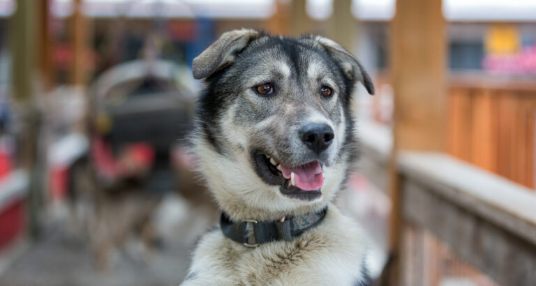 Skagway Sled Dog Demo 5