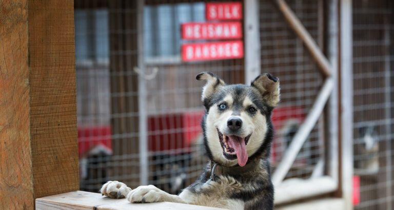 Skagway Sled Dog Demo 4