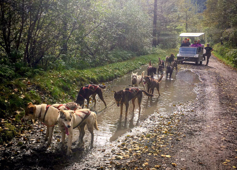 Summer Sled Dog Camp 7