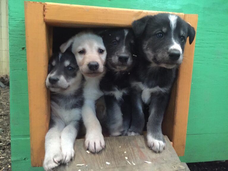 Summer Sled Dog Camp 3