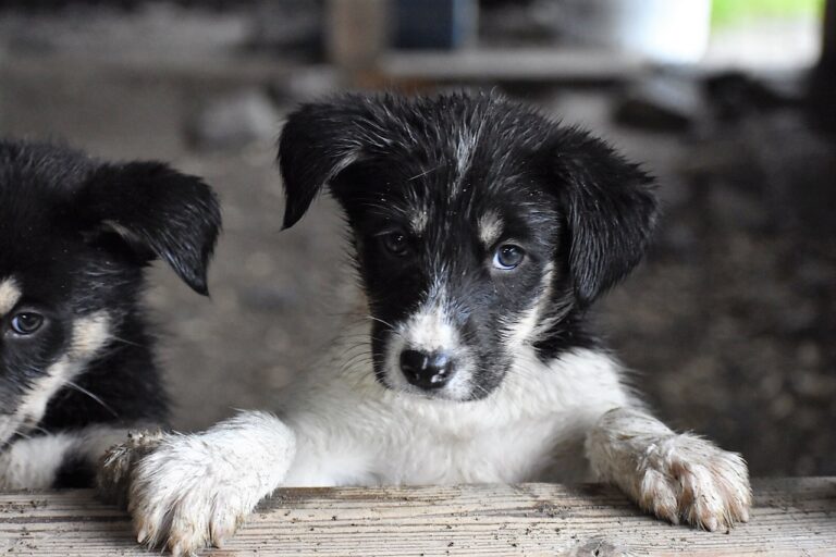 Summer Sled Dog Camp 5